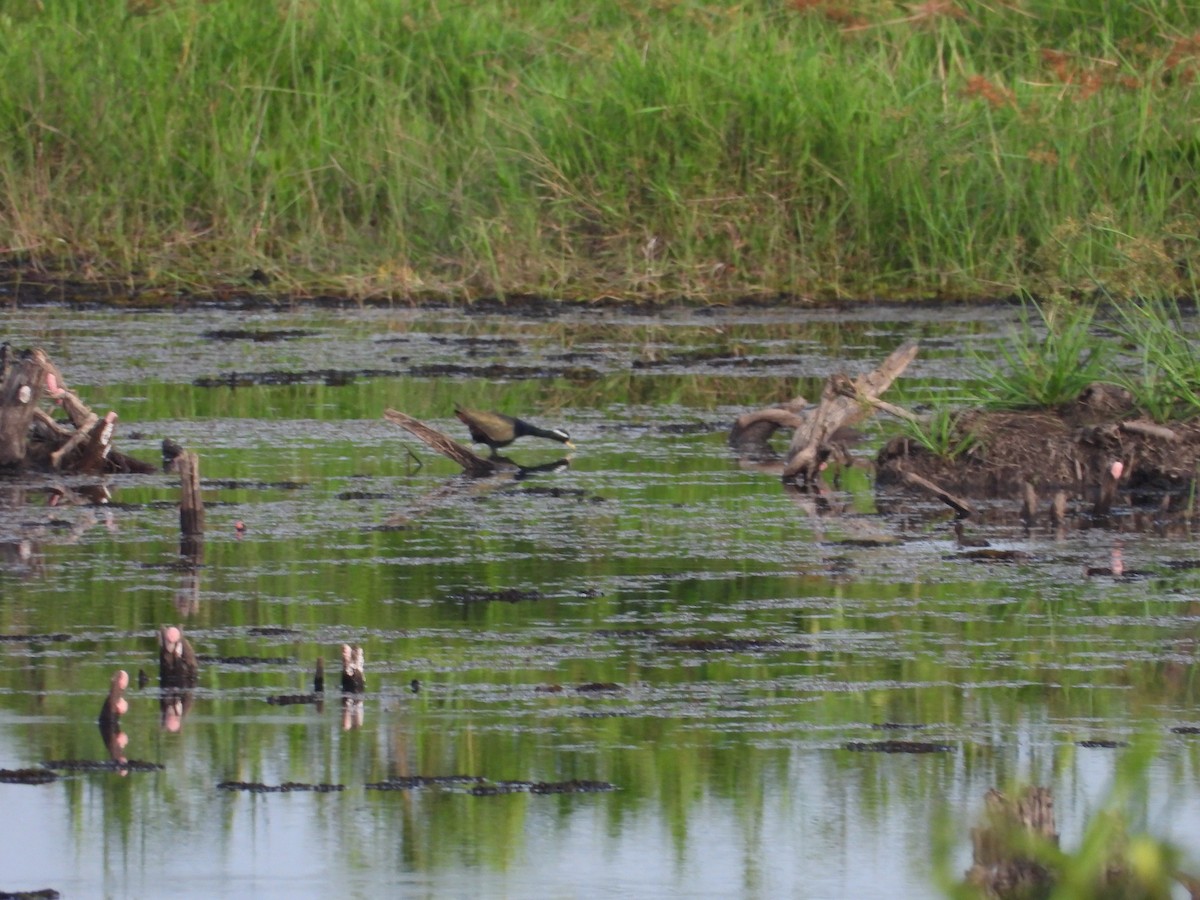 Bronze-winged Jacana - ML633898924