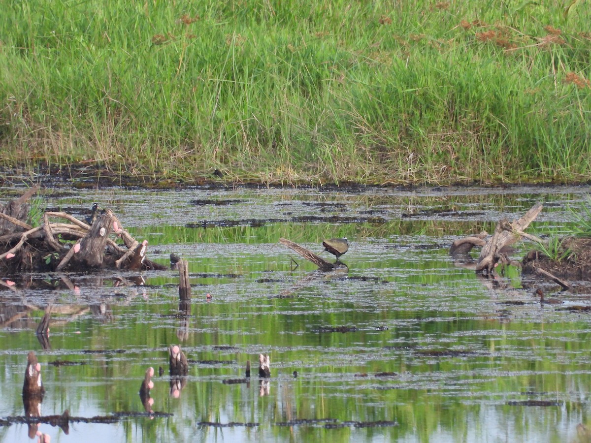Bronze-winged Jacana - ML633898925