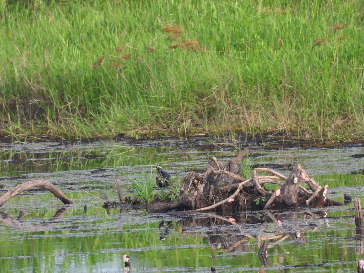 Bronze-winged Jacana - ML633898927