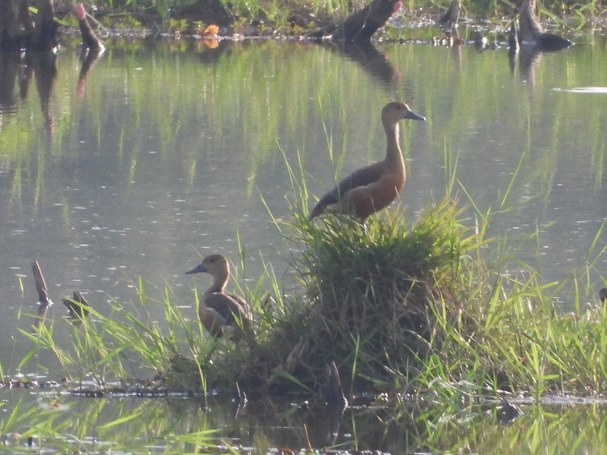 Lesser Whistling-Duck - ML633898938