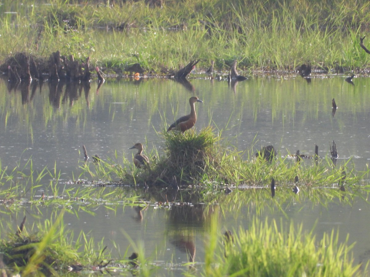 Lesser Whistling-Duck - ML633898939