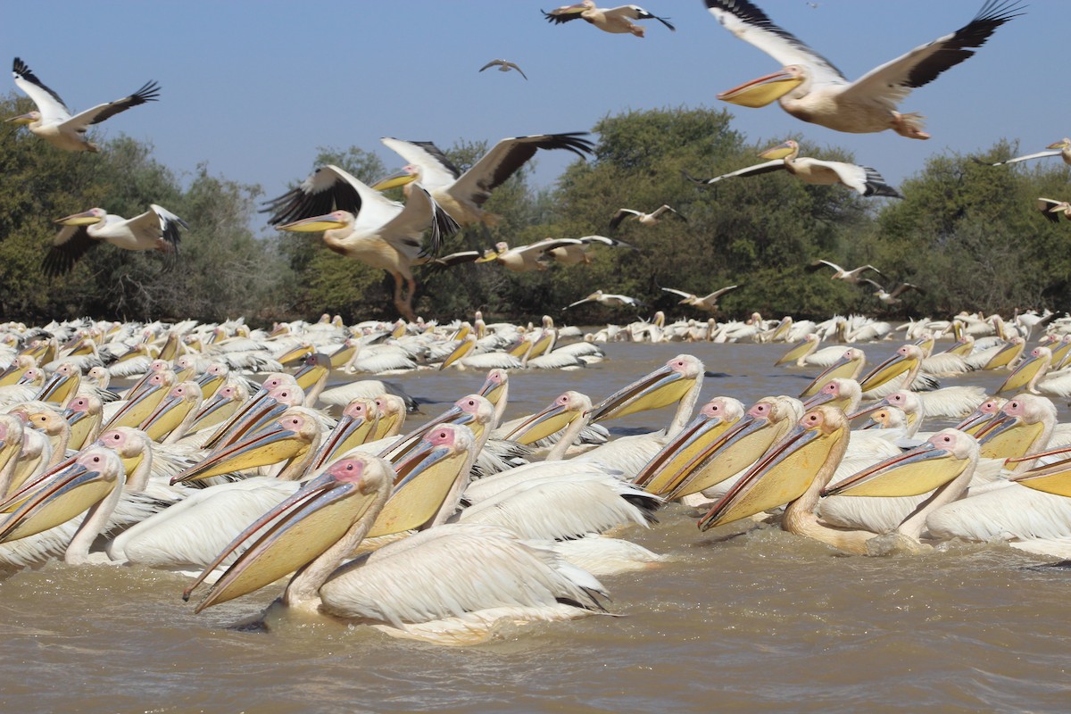 Great White Pelican - ML633898988