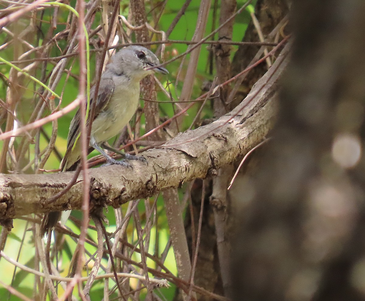 Gray Tit-Flycatcher - ML633899196