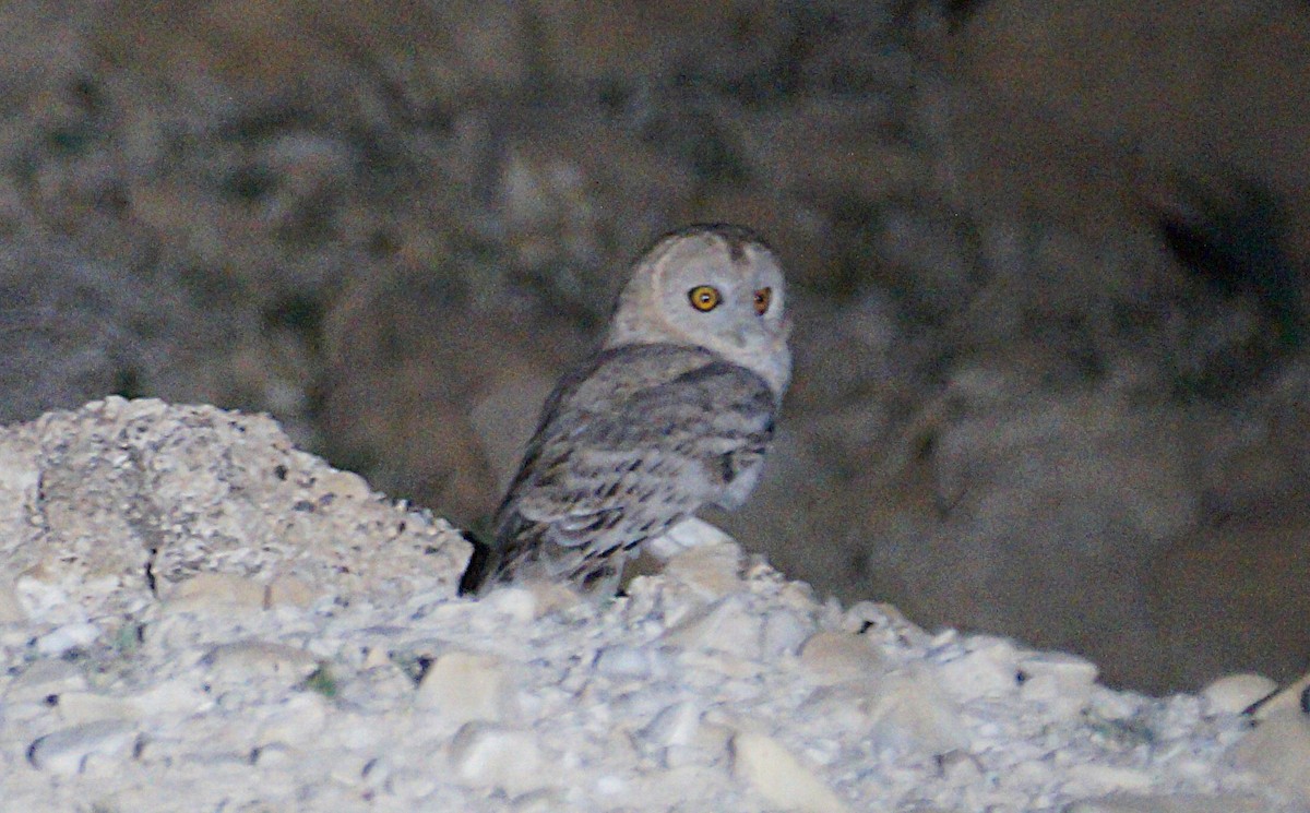 Desert Owl - ML633899290