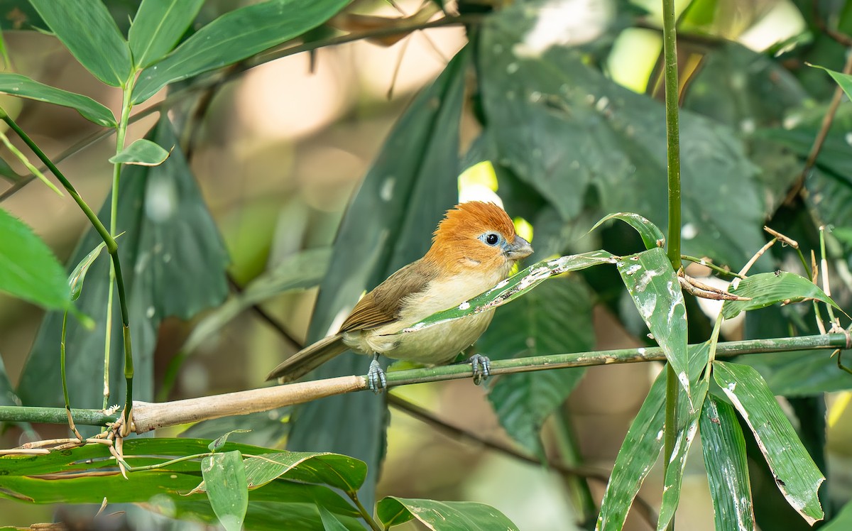 Rufous-headed Parrotbill - ML633899414
