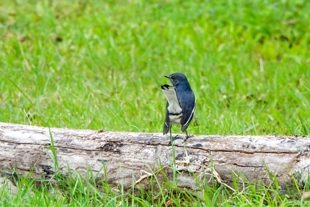Oriental Magpie-Robin - ML633899421