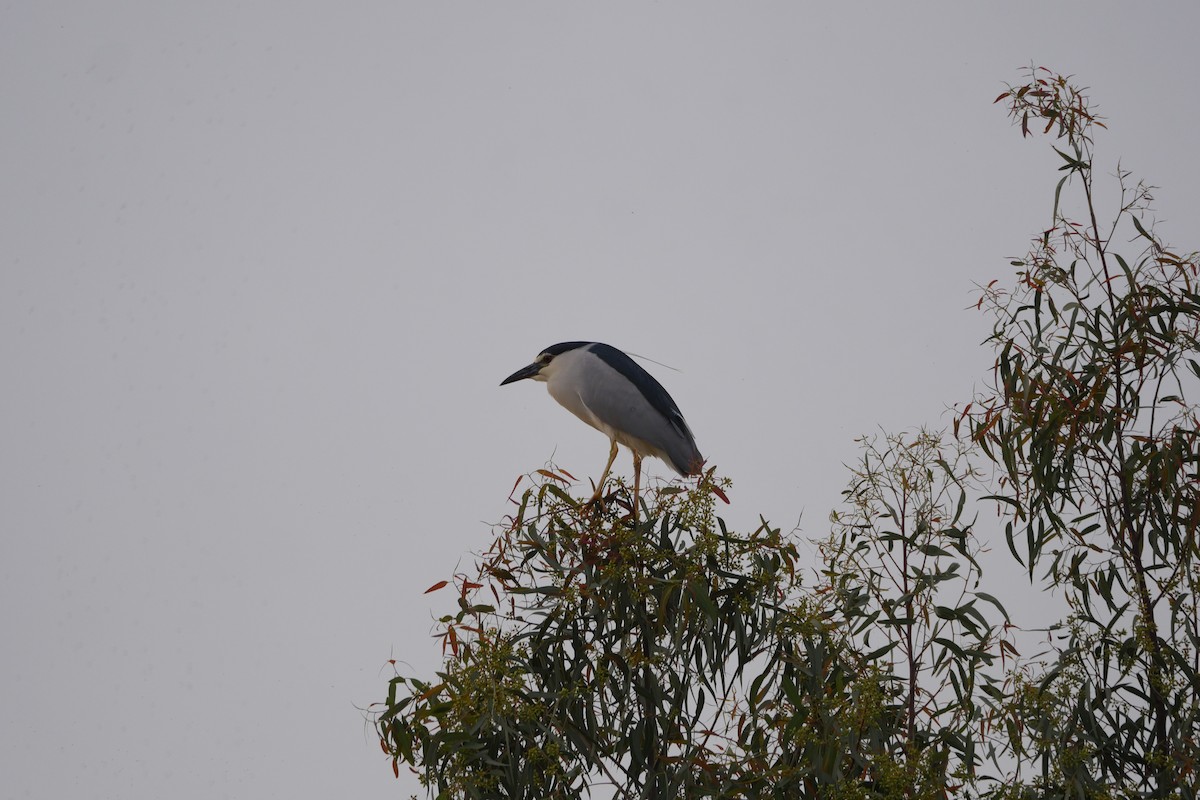 Black-crowned Night Heron - ML633899449