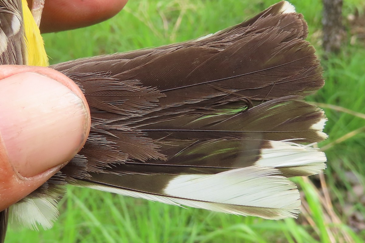 Cabanis's Bunting - ML633899456