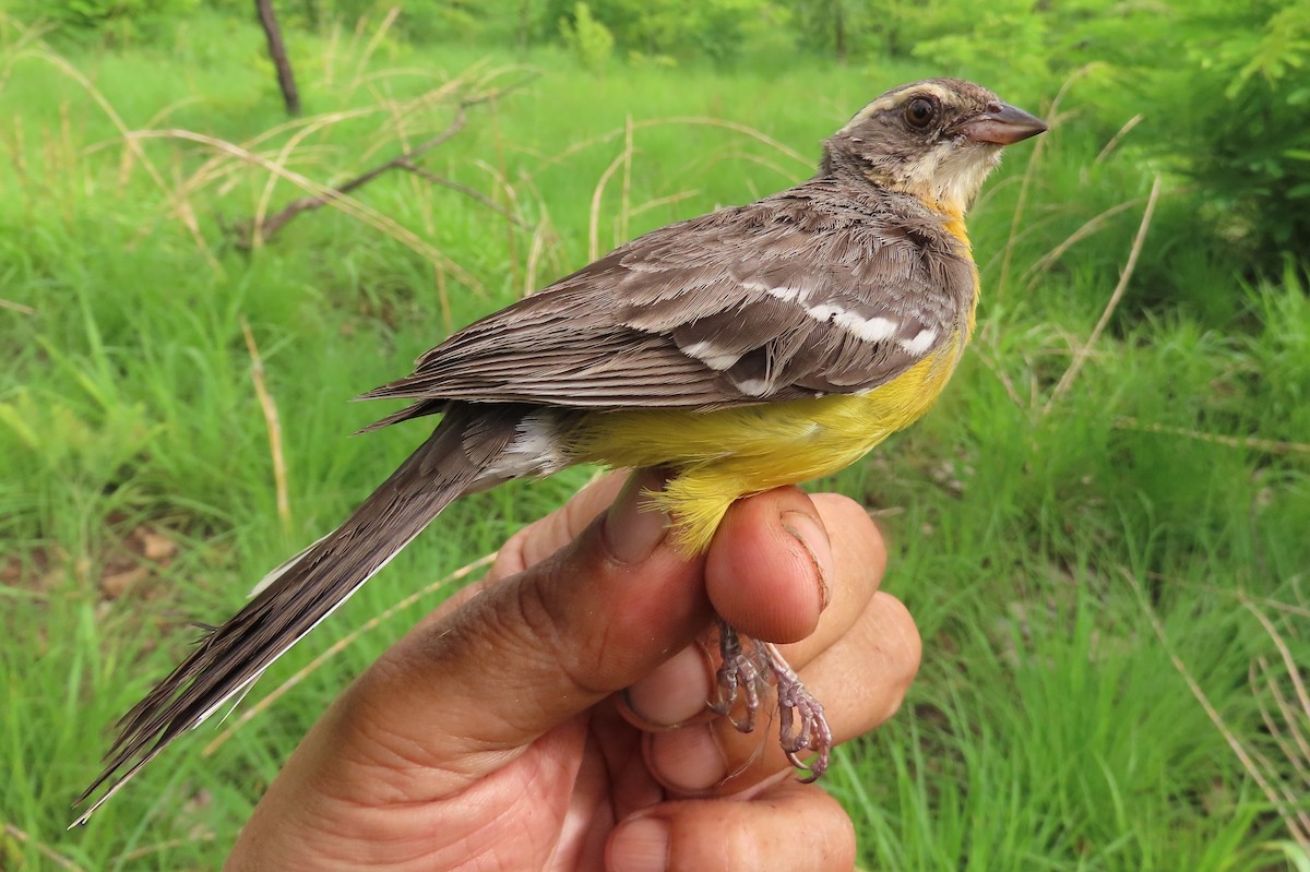 Cabanis's Bunting - ML633899464