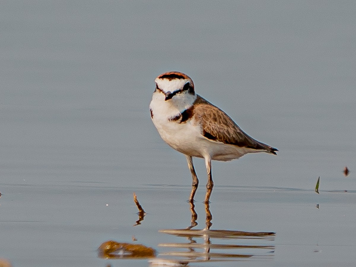 Kentish Plover (Hanuman) - ML633899465