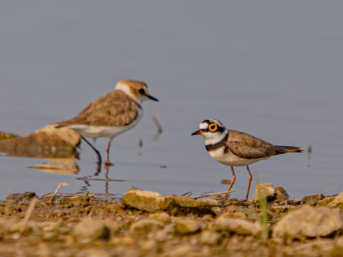 Kentish Plover (Hanuman) - ML633899467