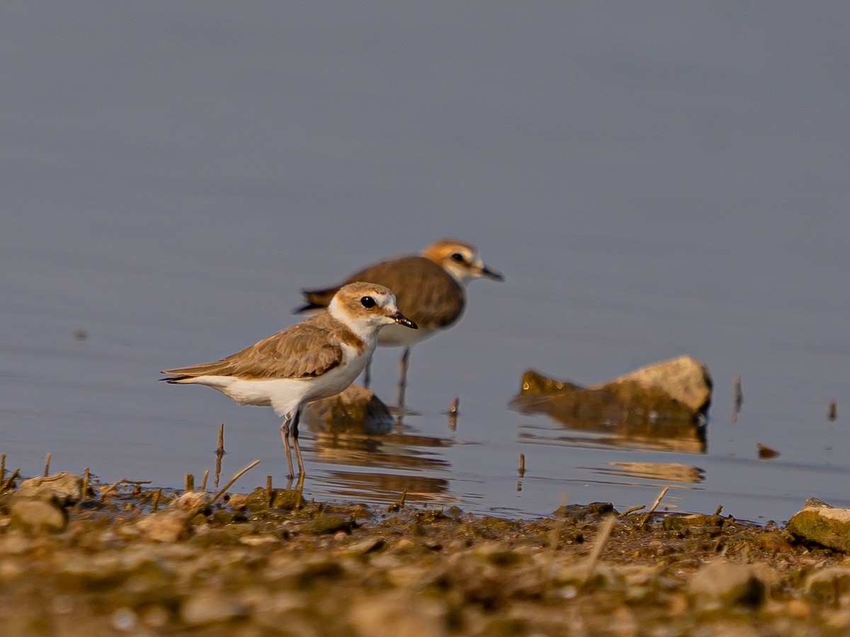 Kentish Plover (Hanuman) - ML633899468