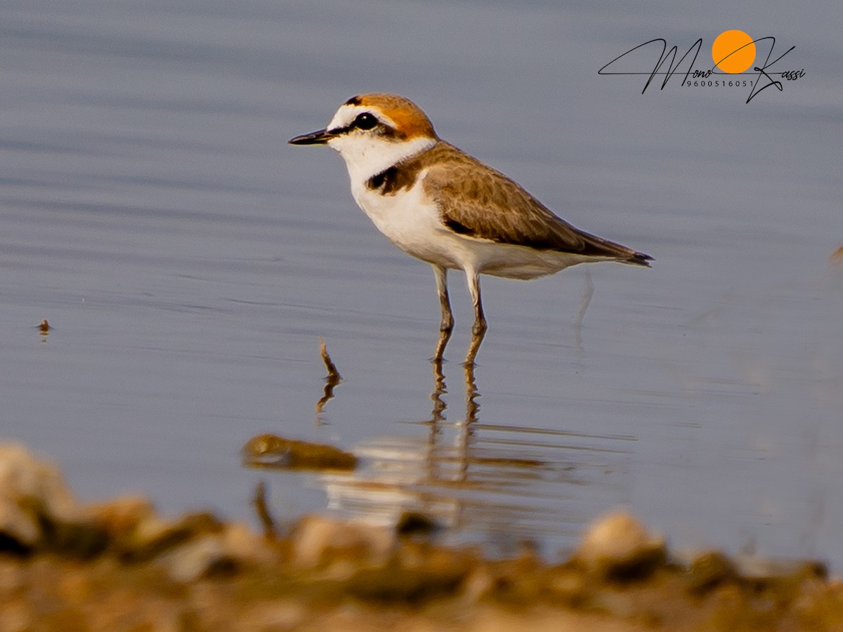 Kentish Plover (Hanuman) - ML633899469