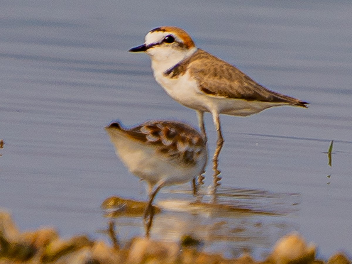 Kentish Plover (Hanuman) - ML633899470