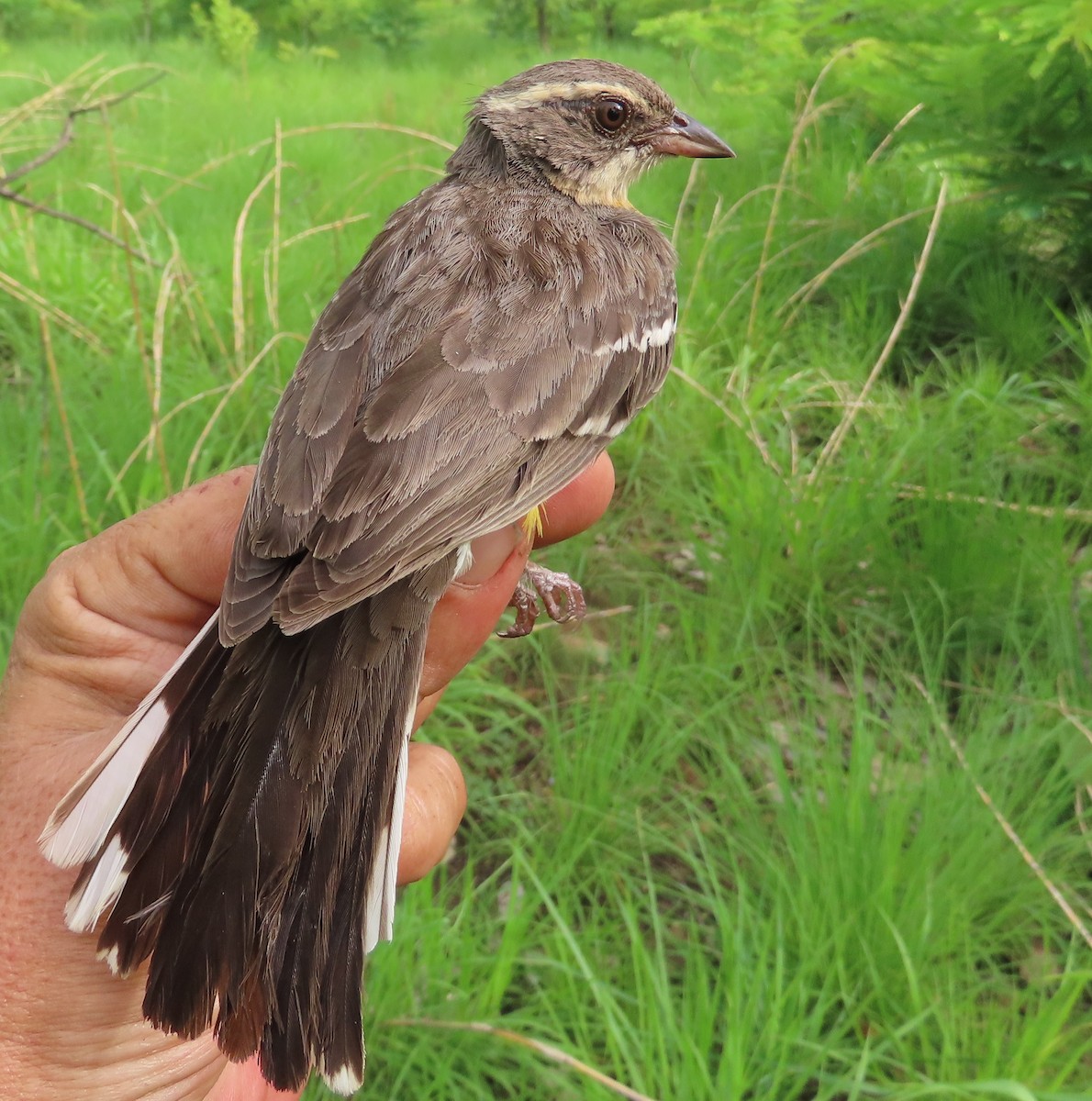 Cabanis's Bunting - ML633899471
