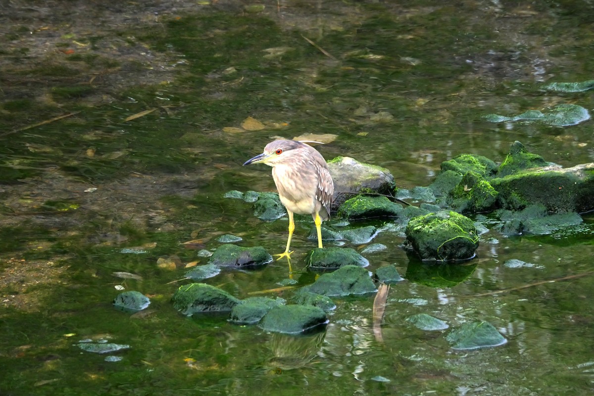 Black-crowned Night Heron - ML633899496