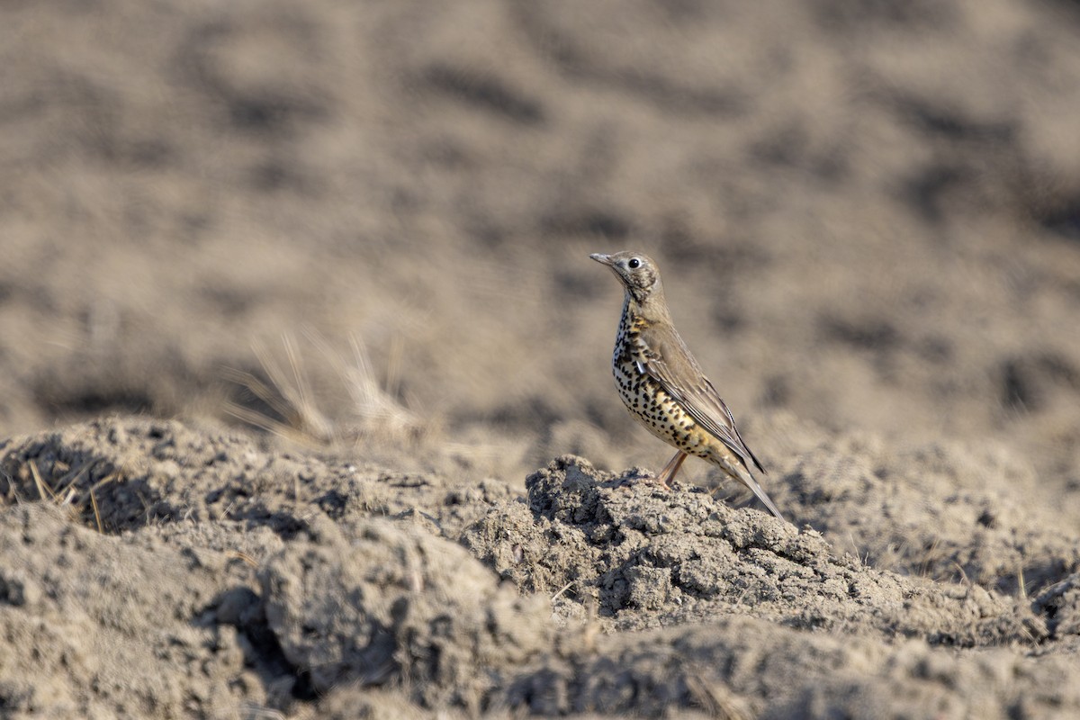 Mistle Thrush - ML633899513