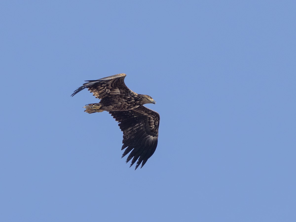 White-tailed Eagle - ML633899515
