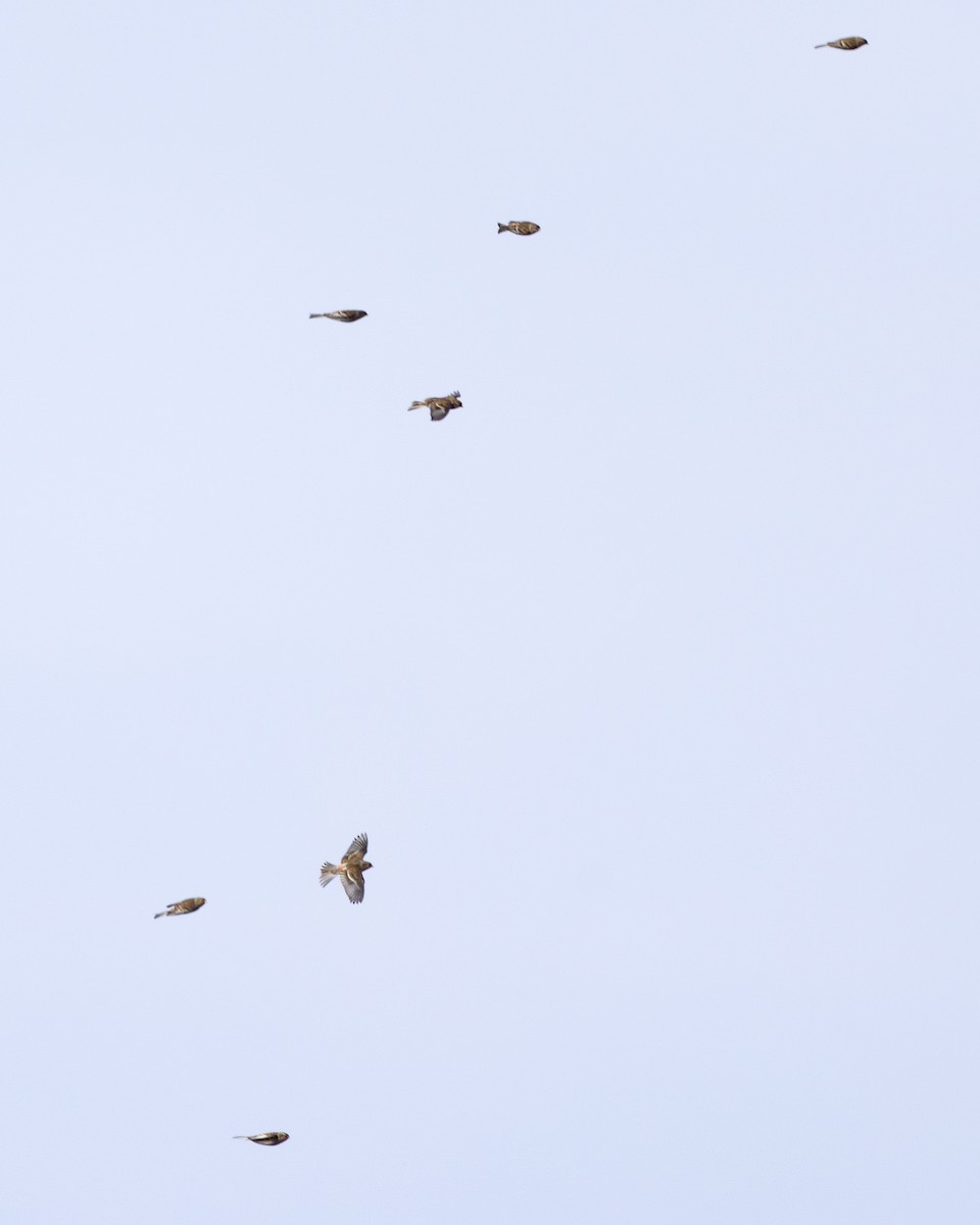 Twite - ML633899516