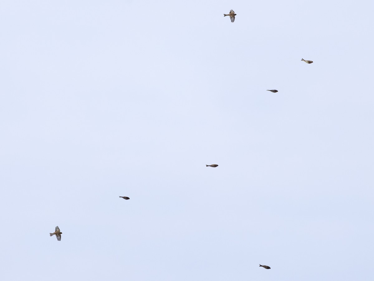 Twite - ML633899517