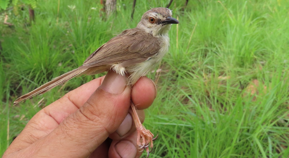 Prinia modeste - ML633899528