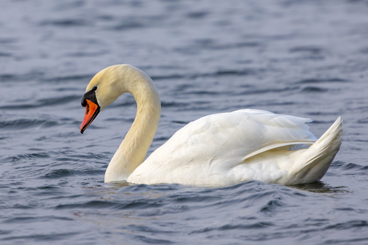 Cygne tuberculé - ML633899550