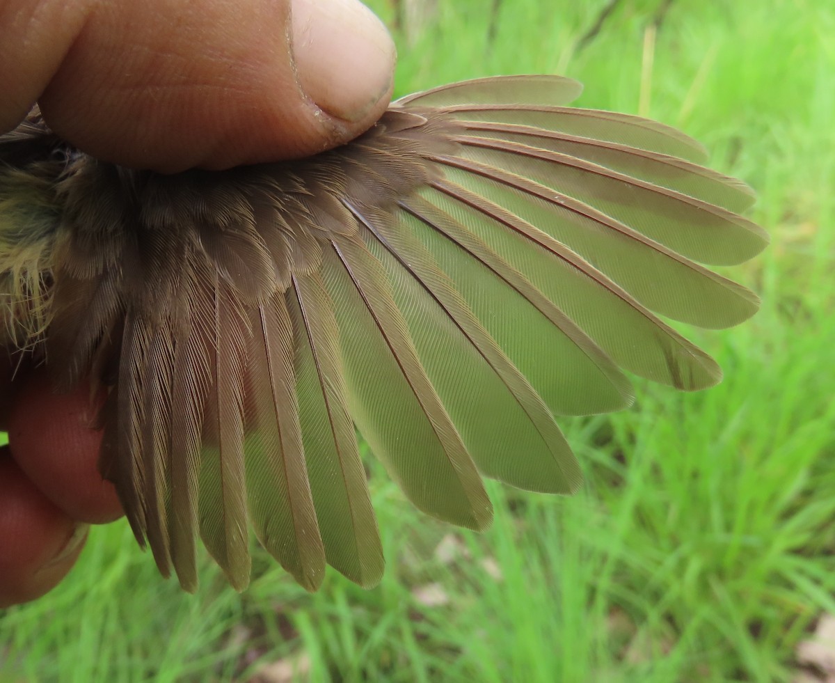 Prinia modeste - ML633899555