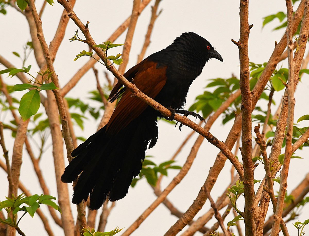 Greater Coucal - ML633899702