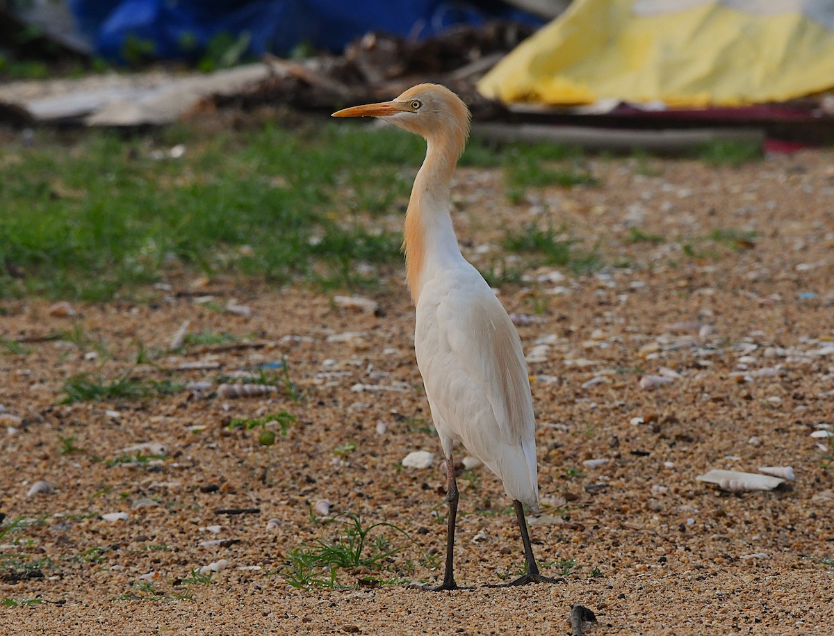 Eastern Cattle-Egret - ML633899720