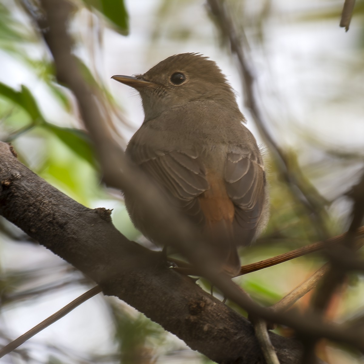 Rusty-tailed Flycatcher - ML633899780