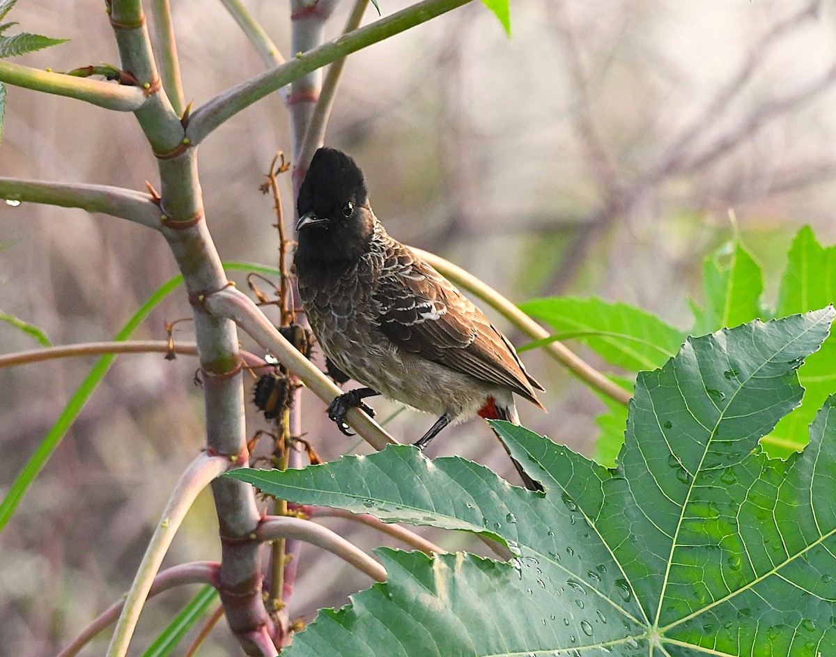 Red-vented Bulbul - ML633899781