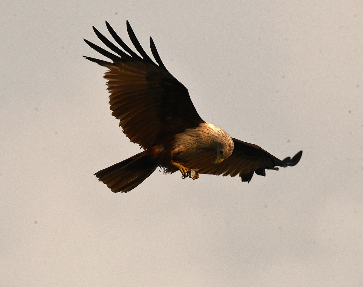Brahminy Kite - ML633899849