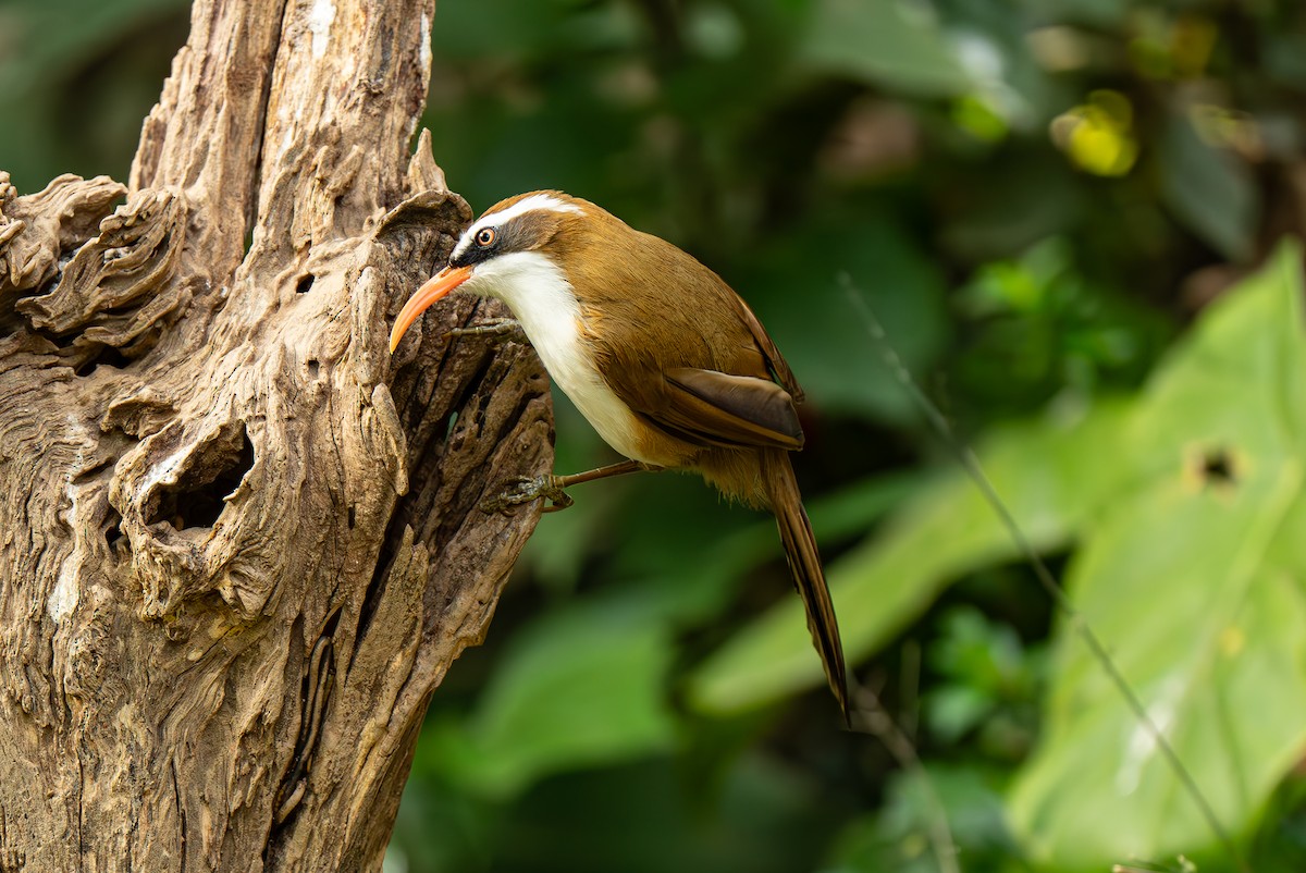 Brown-crowned Scimitar-Babbler (Phayre's) - ML633899892