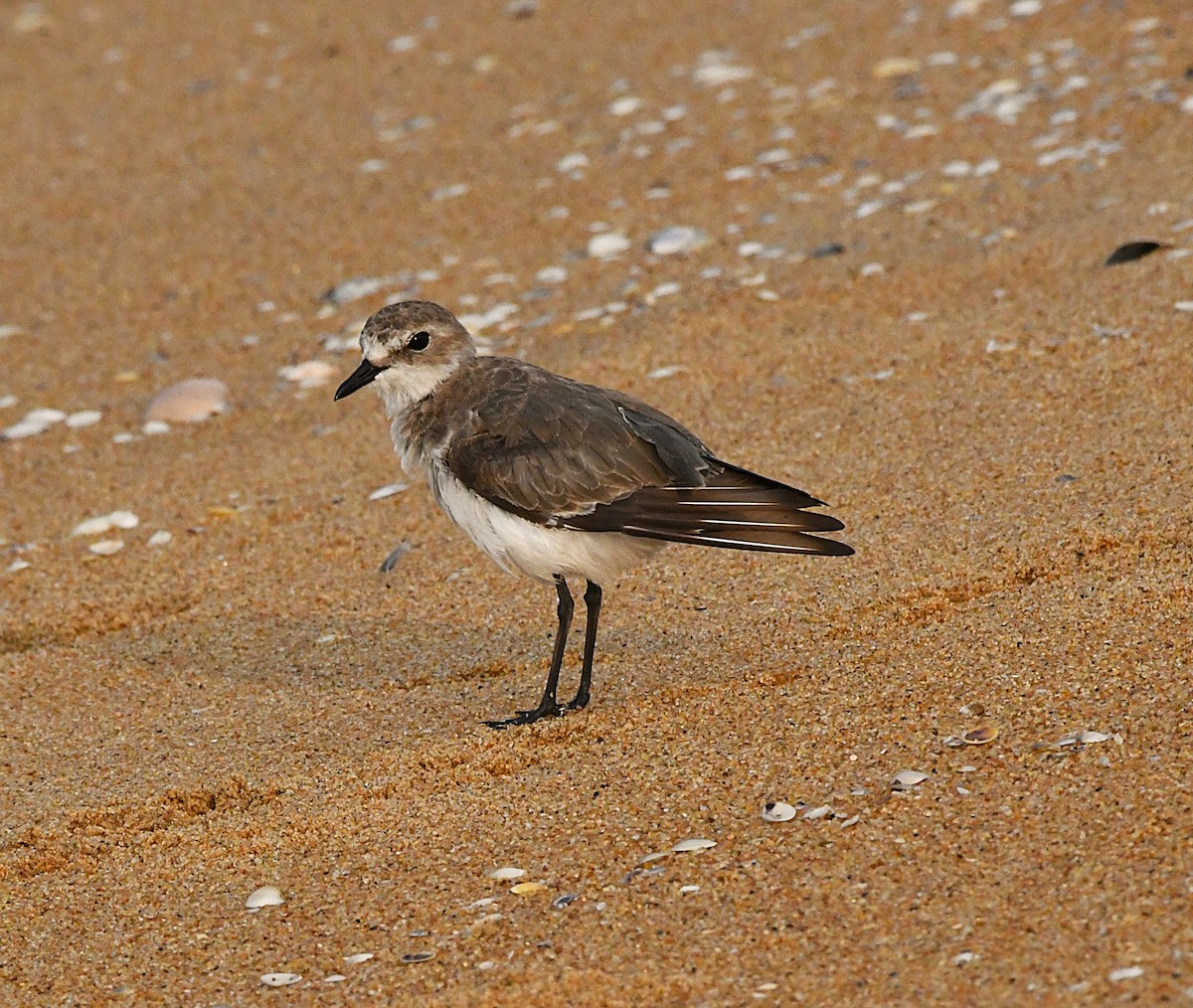 Tibetan Sand-Plover - ML633899900