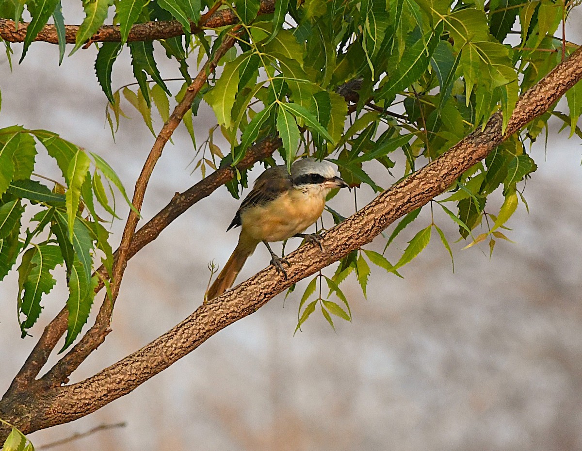 Brown Shrike - ML633899944