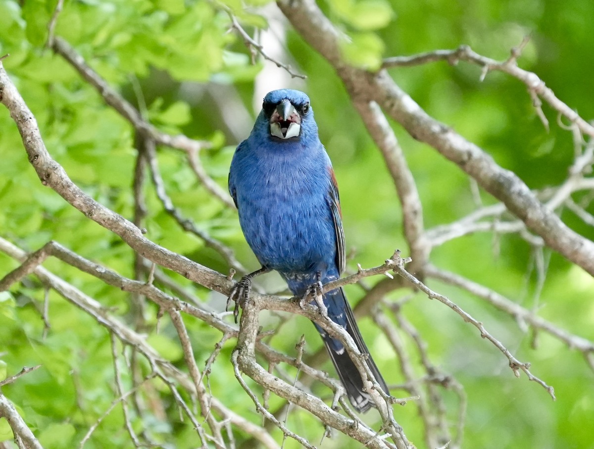 Indigo Bunting - ML633899946