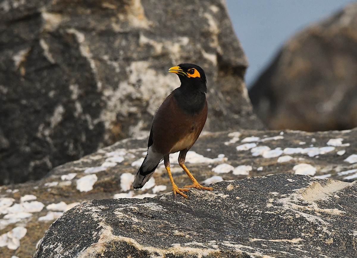 Common Myna - ML633899967
