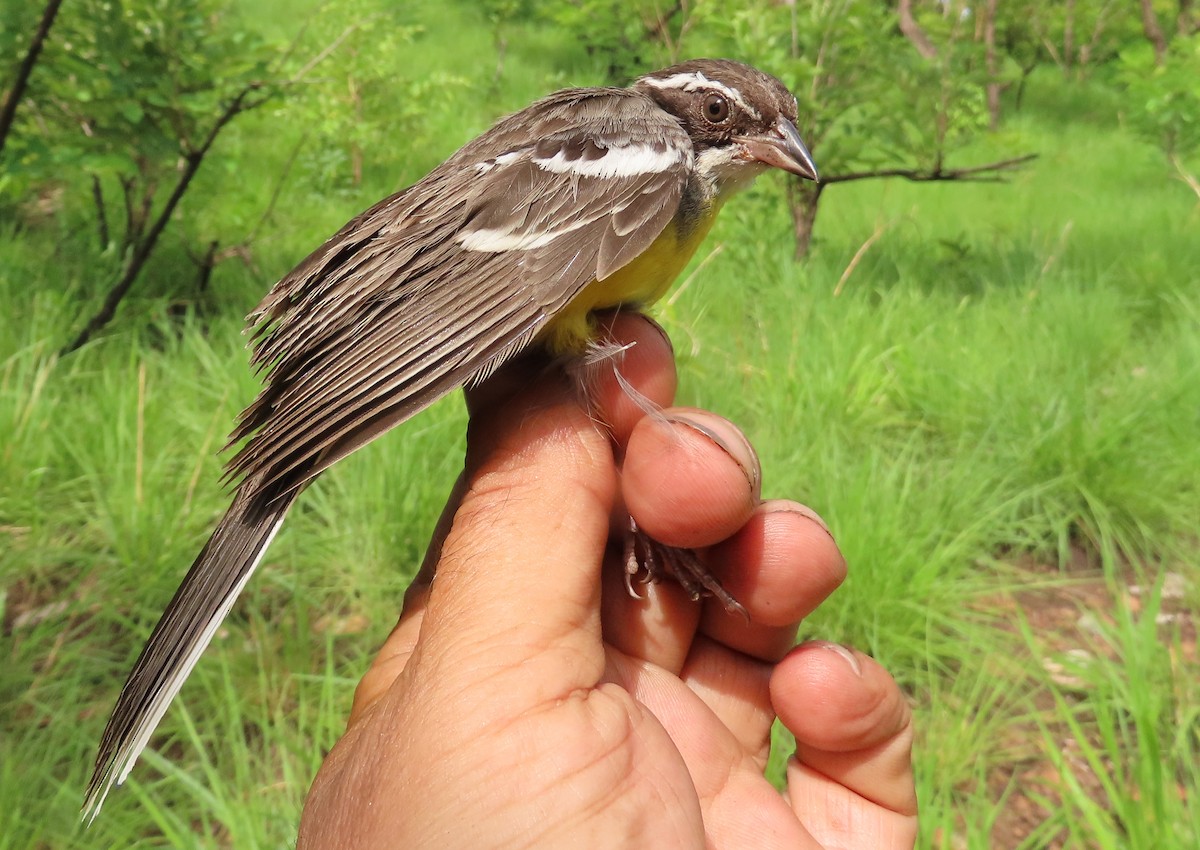 Cabanis's Bunting - ML633899981