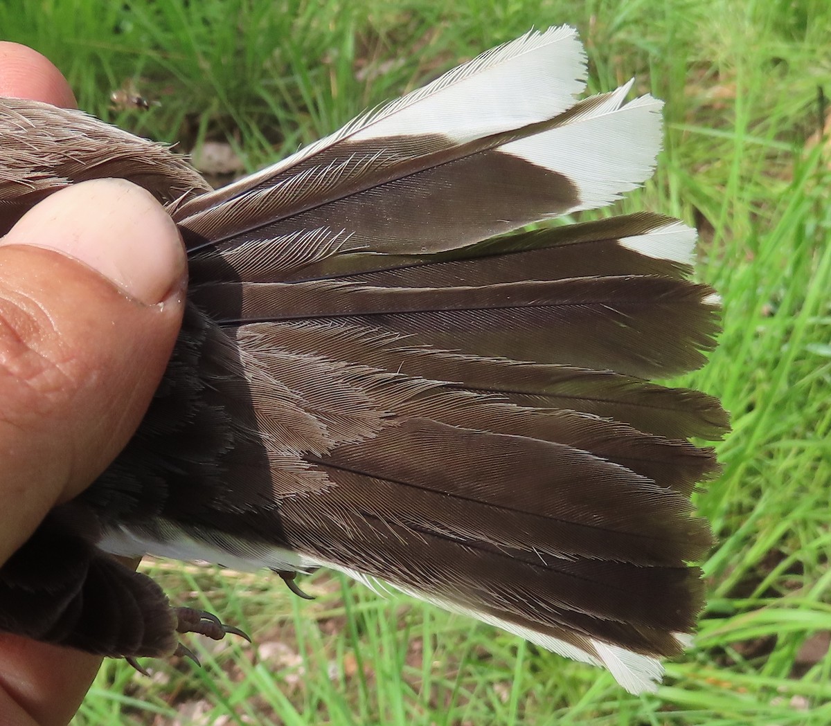 Cabanis's Bunting - ML633899993