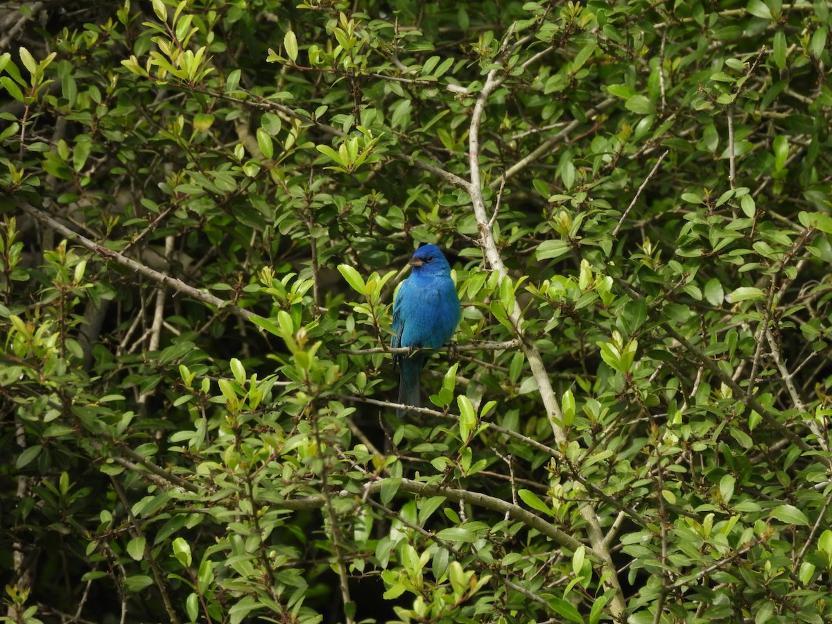 Indigo Bunting - ML633900056