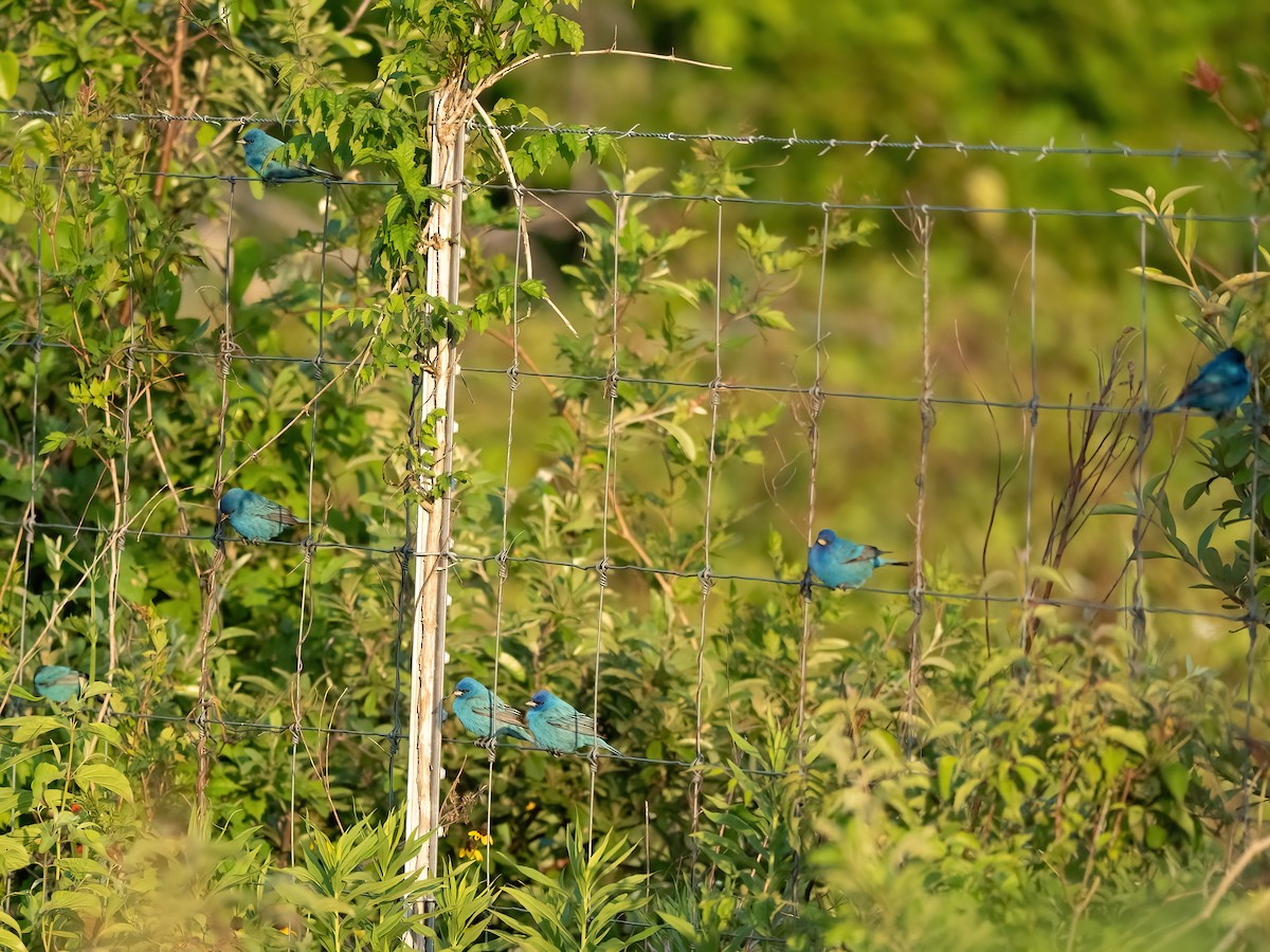 Indigo Bunting - ML633900117