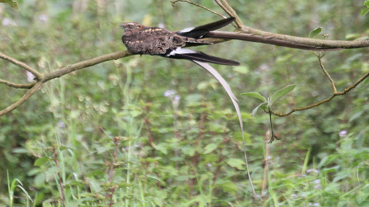 Pennant-winged Nightjar - ML633900153