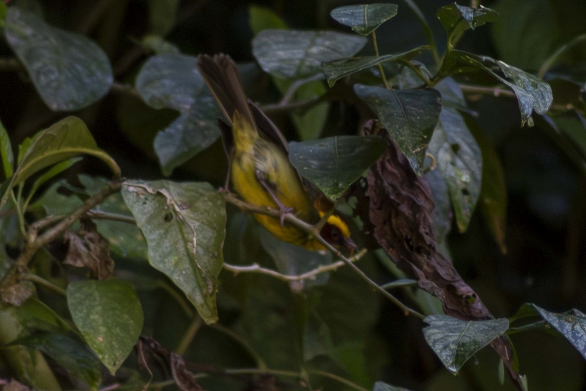 Golden-browed Warbler - ML633900161