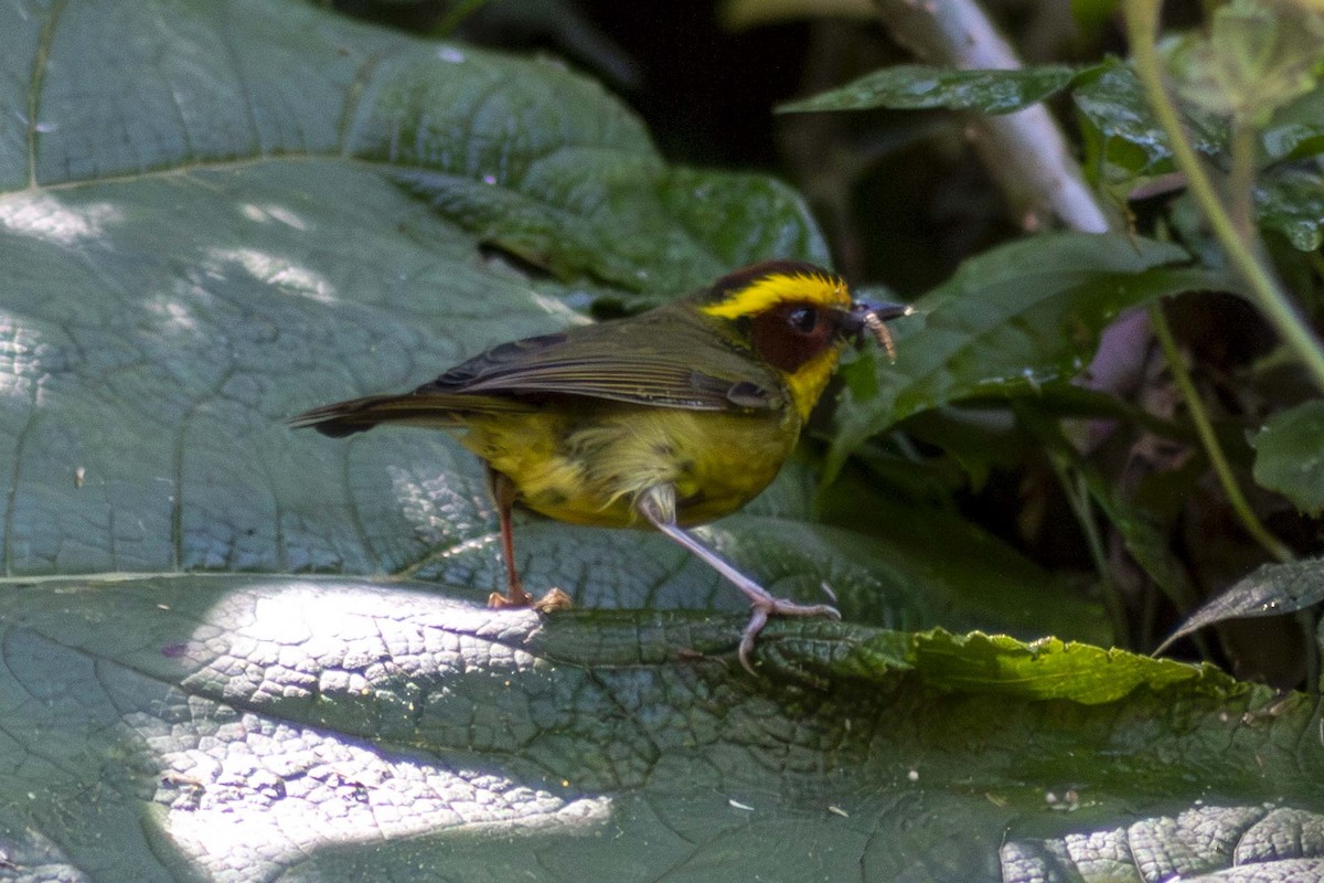 Golden-browed Warbler - ML633900162