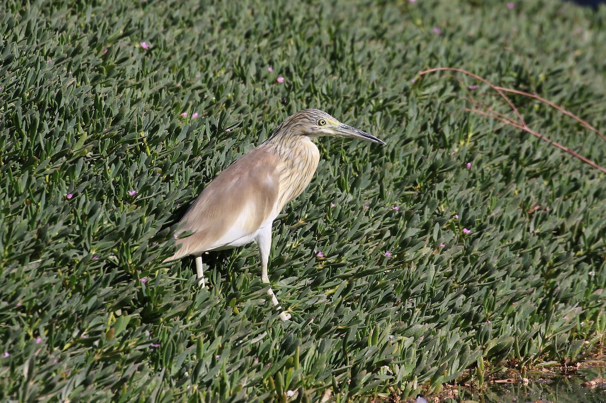 Squacco Heron - ML633900178