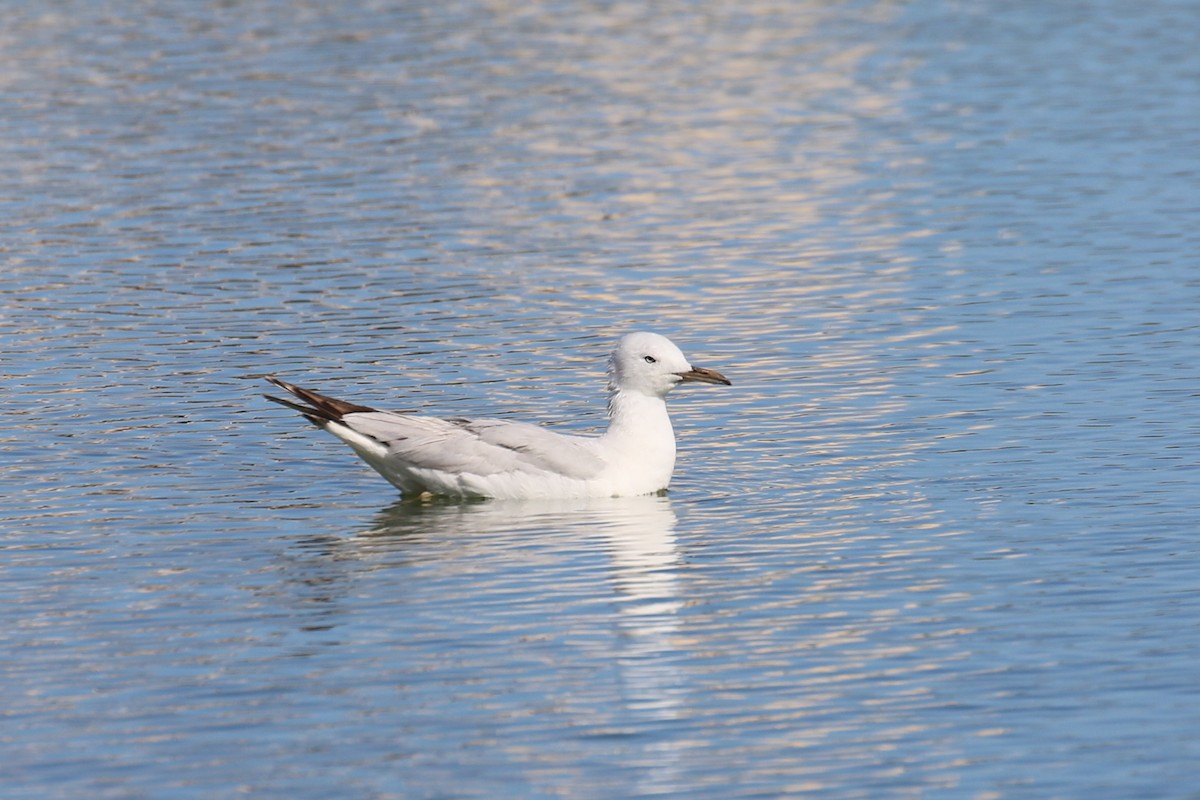 Slender-billed Gull - ML633900181