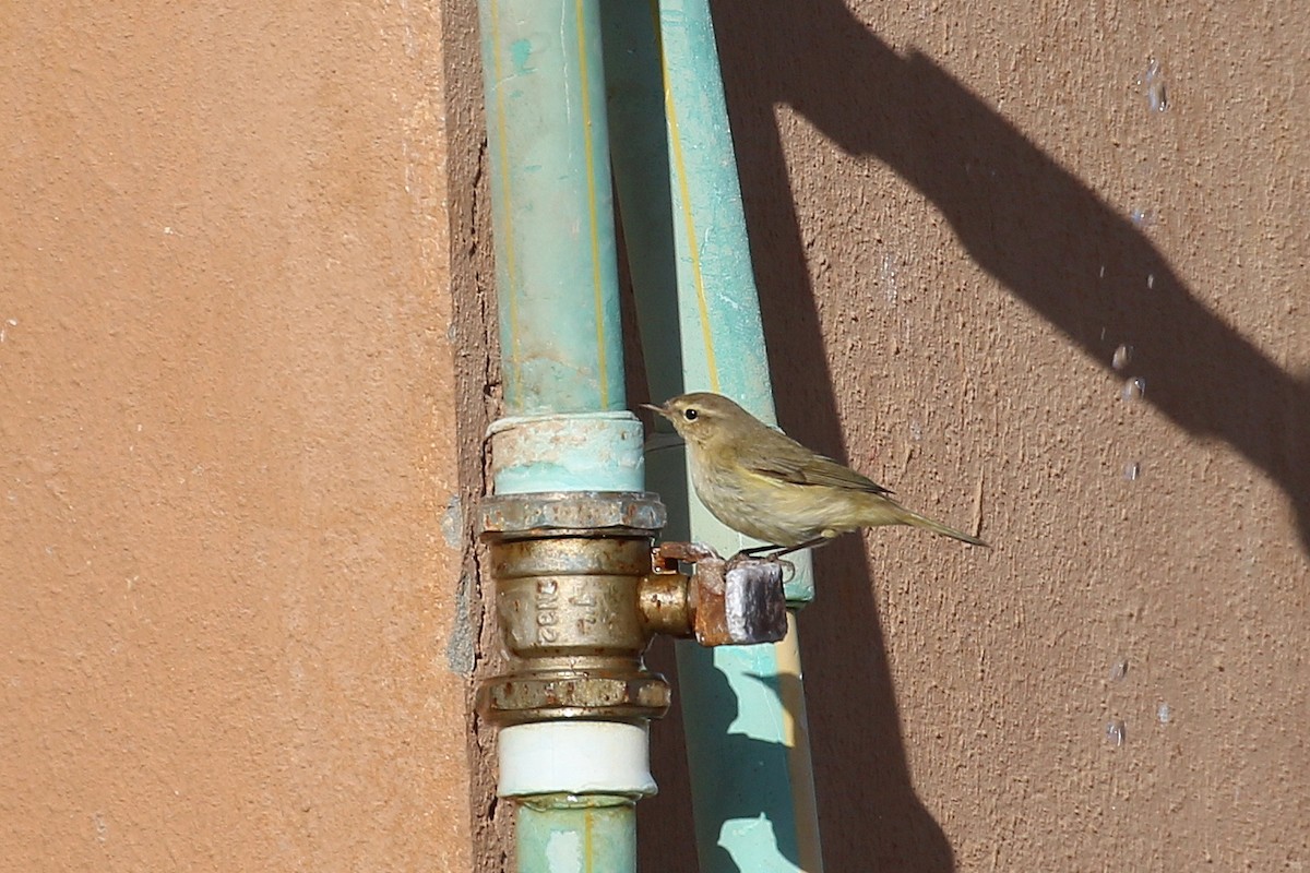Common Chiffchaff - ML633900185