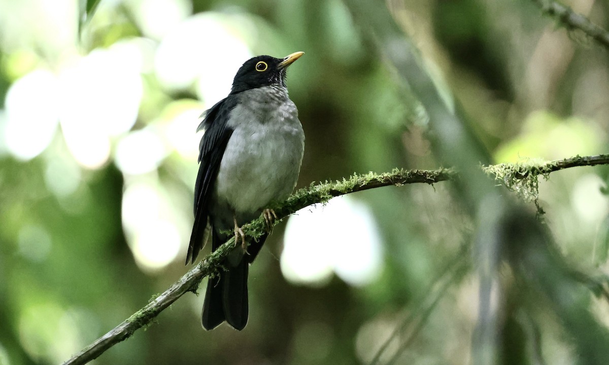 White-throated Thrush - ML633900322