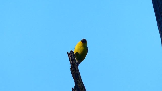 American Goldfinch - ML633900370