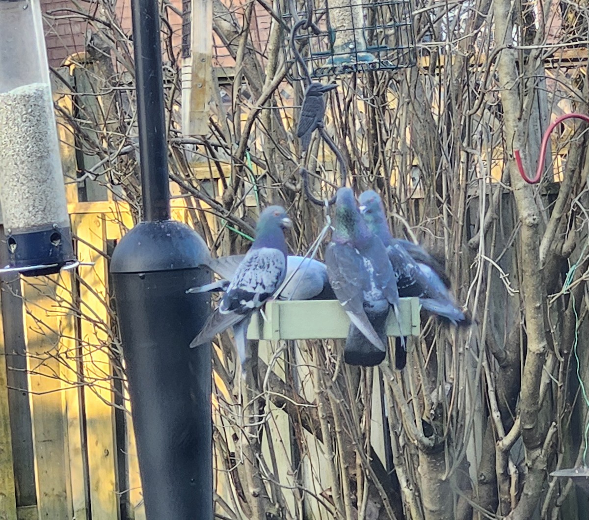 Rock Pigeon (Feral Pigeon) - ML633900374